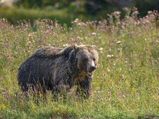 Grizzly Bears