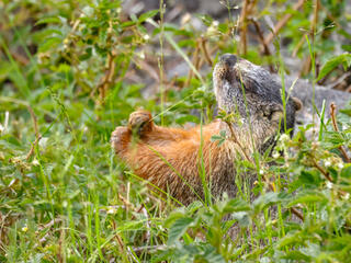 Yellow-bellied Marmot 