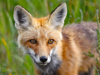 Montane Foxes