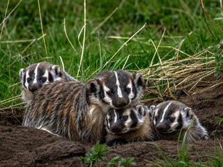 Badgers