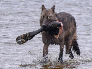 Gray Wolf