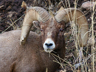 Bighorn Sheep