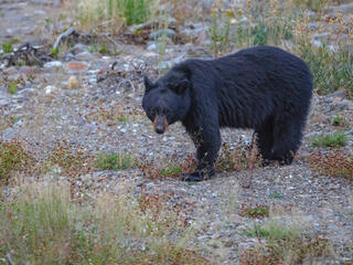 Black Bears
