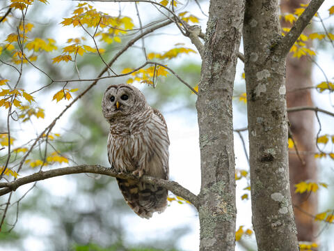Barred Owls of Whippoorwill Forest