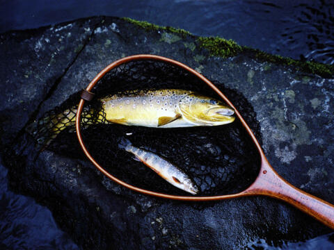 Promised Land – The Bois Brule River