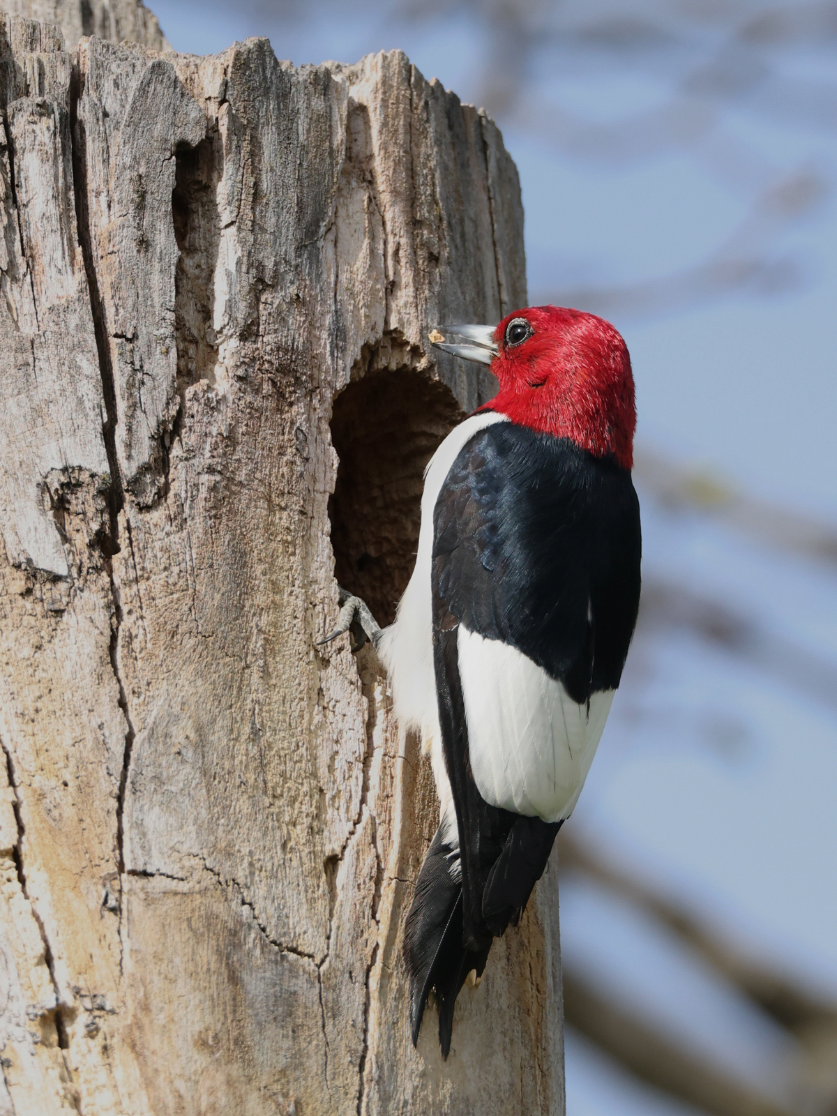 Red Headed Woodpeckers | Paul Stillmank Photography
