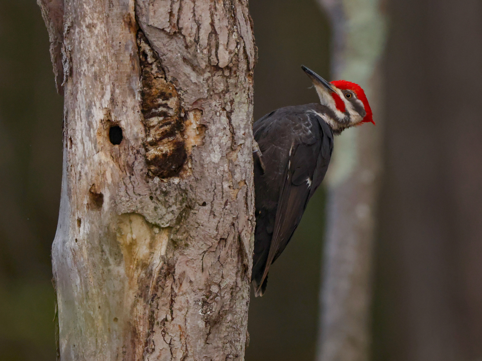 Pileated Woodpecker - Whippoorwill Forest Near Highland, WI