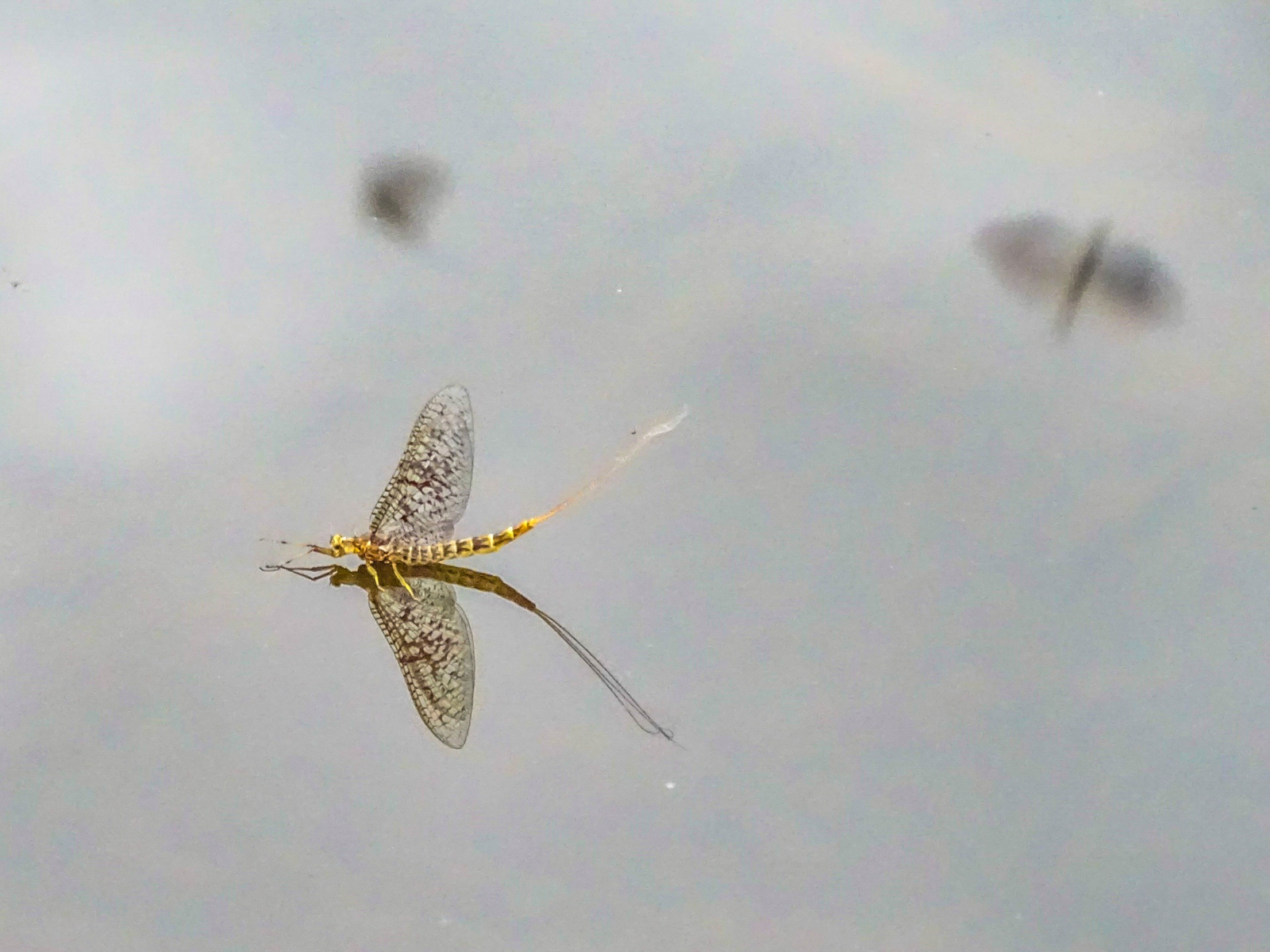 Yellow Drake (Ephemera Varia) The yellow drake (ephemera varia) seen here is a rarer occurrence on the Bois Brule River. They are here, though, as this photo...