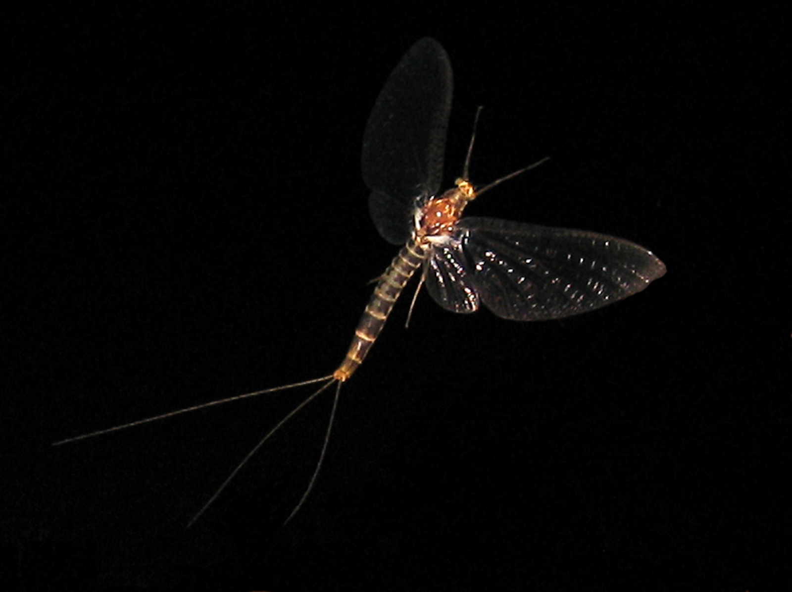 Night Dance A brown drake mayfly (ephemera simulans) captured amid its night-time courtship flight over the waters of the Bois Brule River...