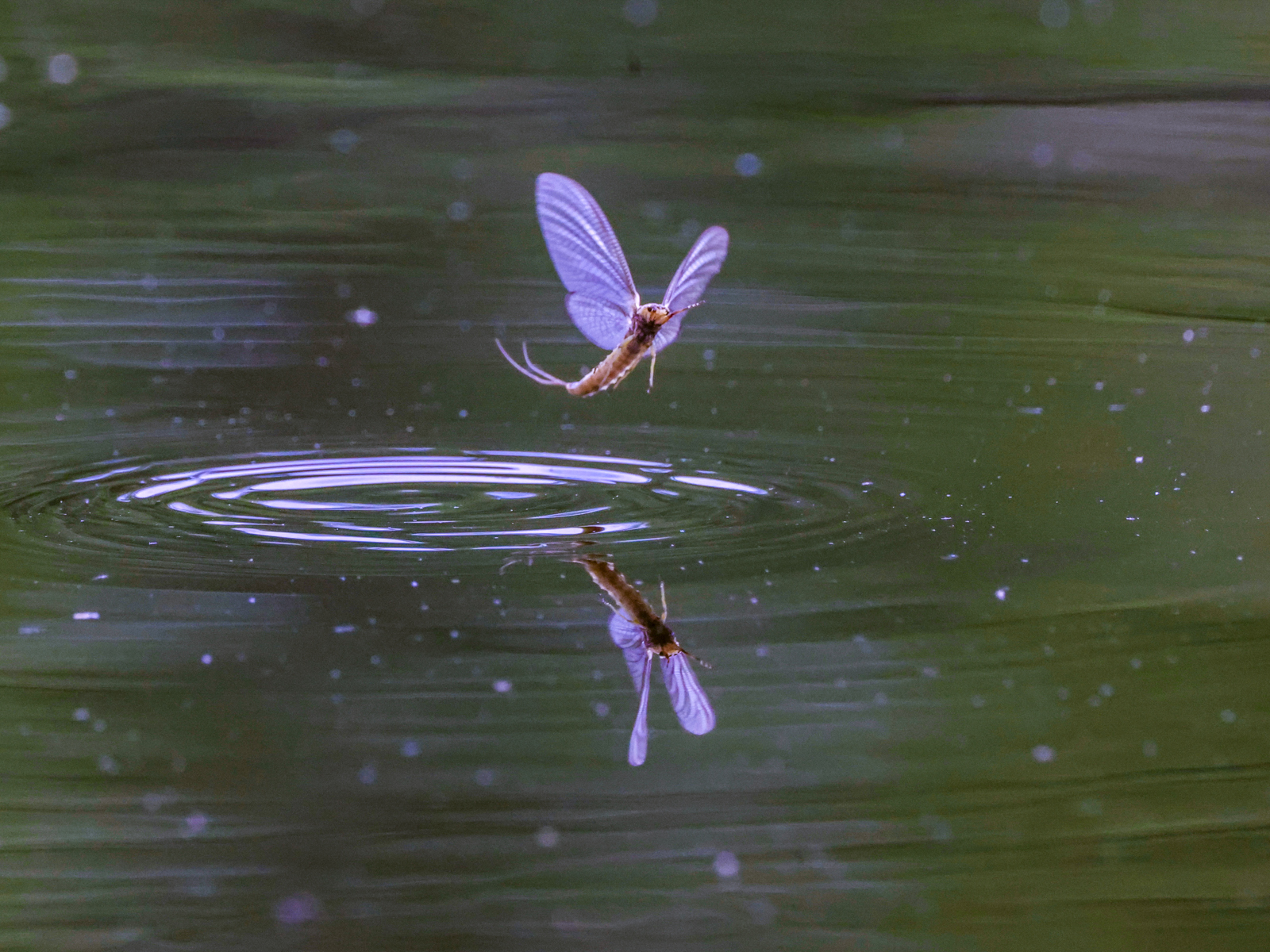 Taking Flight Sometimes the consistency of a day-time mayfly emergence beckons for more than just fishing. After the catch-and-release of over...